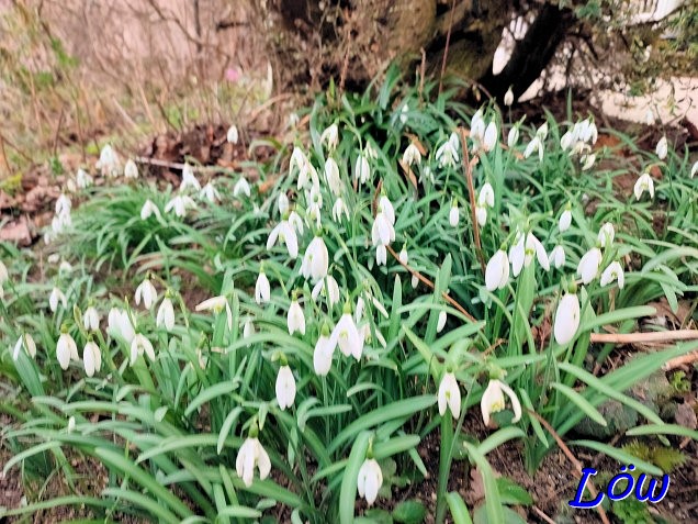 28.2.2024 - Schneeglöckchen als Frühlingboten